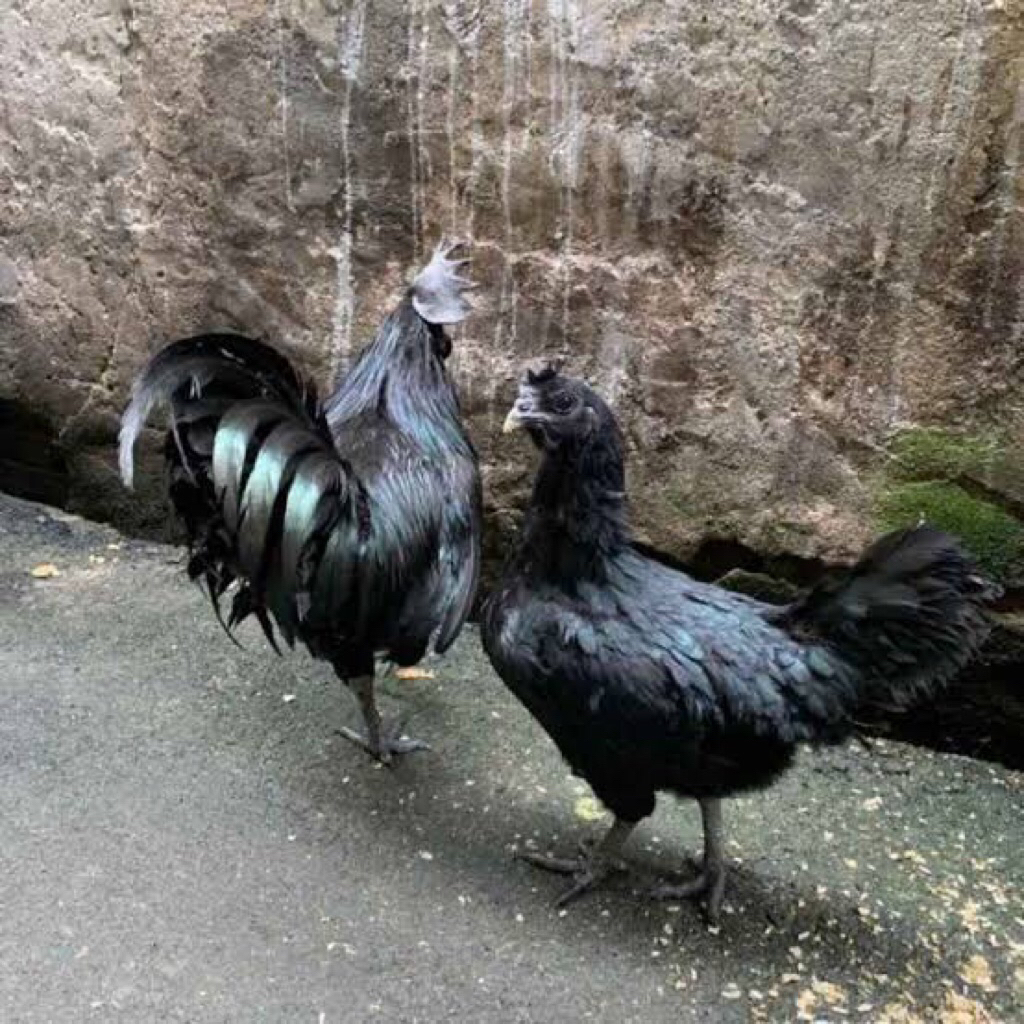 ayam cemani indukan ori asli pilihan