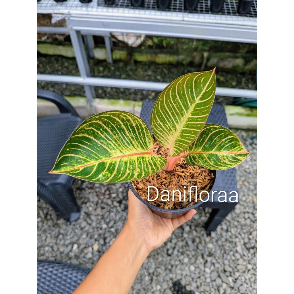 Aglaonema Ajisaka Serat Asal Anak Samping