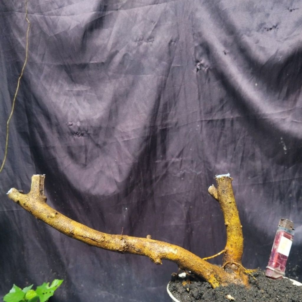 Bahan Bonsai Sisir kaliage Dongkelan formal size berkarakter Small size The Maxx 30 cm real pick