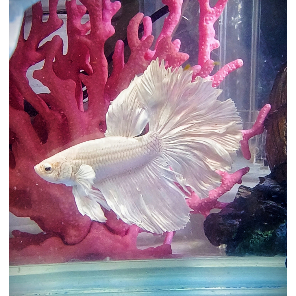 Cupang Plakat Halfmoon Dumbo Ear FCCP Fancy Hellboy Avatar Betta Fish (REAL PIC) PART 1