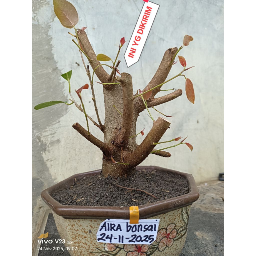 bahan bonsai iprik silver pucuk merah