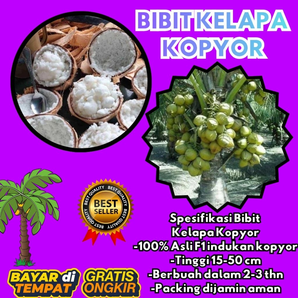 PROMO  Bibit Kelapa Kopyor, Bibit Kelapa Kopyor Asli, Bibit Kelapa Kopyor Bersertifikat