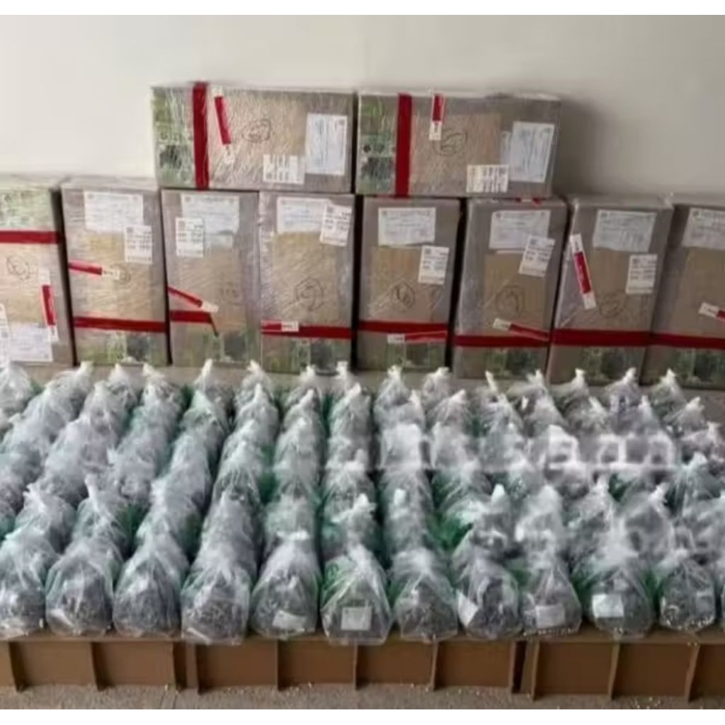 Benih Sawit Unggul DxP TN1 original bersertifikat