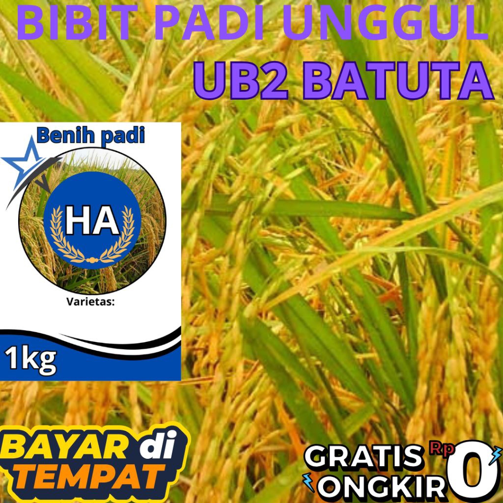 BENIH BIBIT PADI UB2 BATUTA TERBAIK KUALITASNYA KEMASAN 1KG (COD)