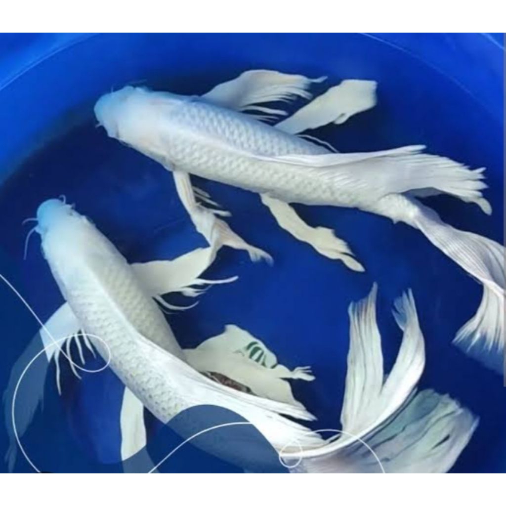 ikan koi slayer platinum