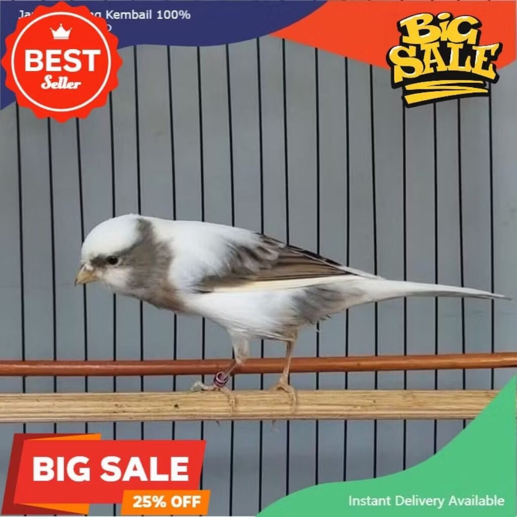 Kenari panda af pilihan jantan