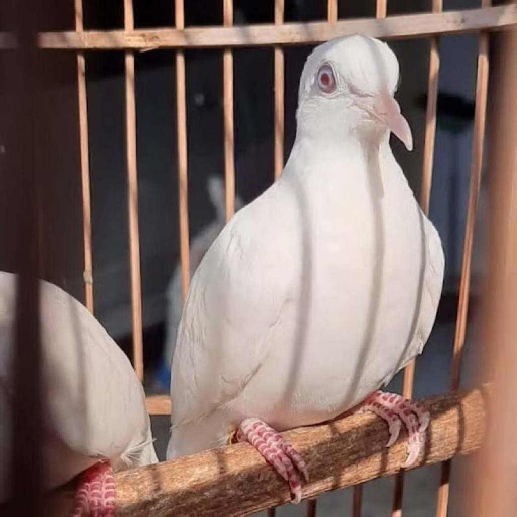 perkutut putih kapas Ori asli pilihan dewasa