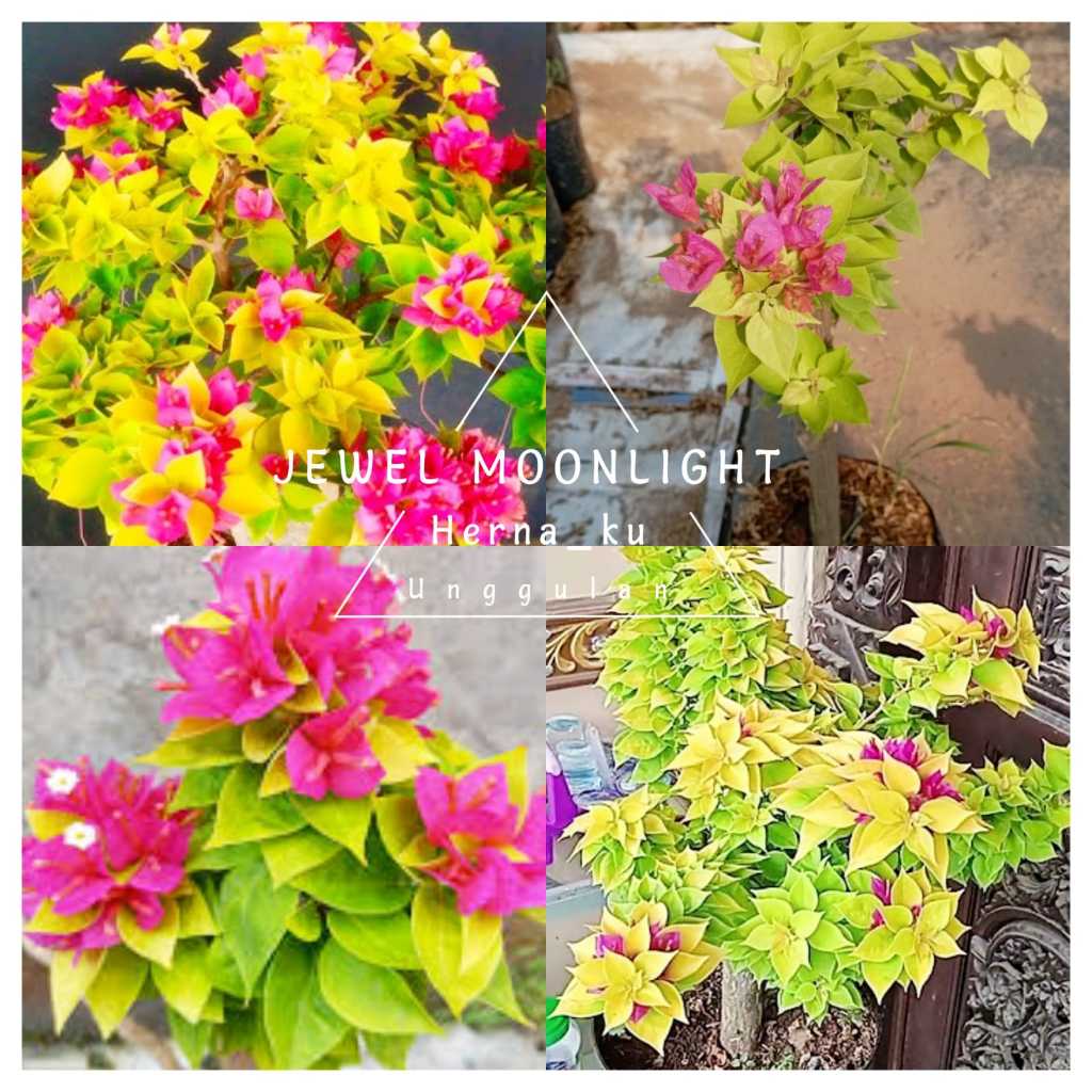 Bunga Bugenvil SINGAPUR JEWEL MOONLIGHT Full Grafting | Bougenville SINGAPORE JEWEL MOONLIGHT Import