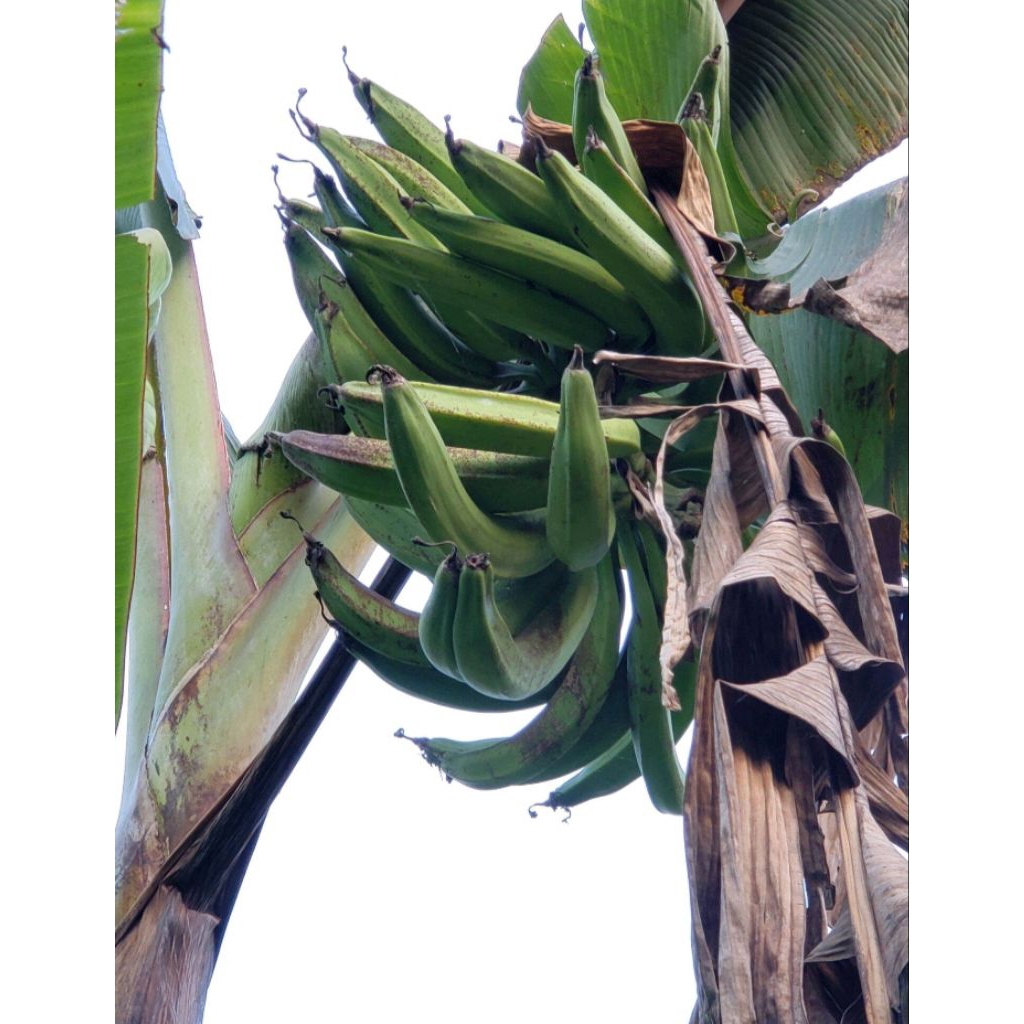 pisang tanduk kualitas  supermarket.tua/matang pohon per kilo