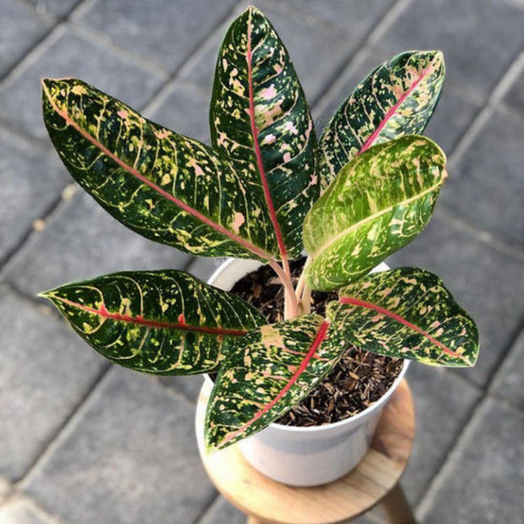 Tanaman Hias Aglonema Talas Hias Warna Siap Tanam