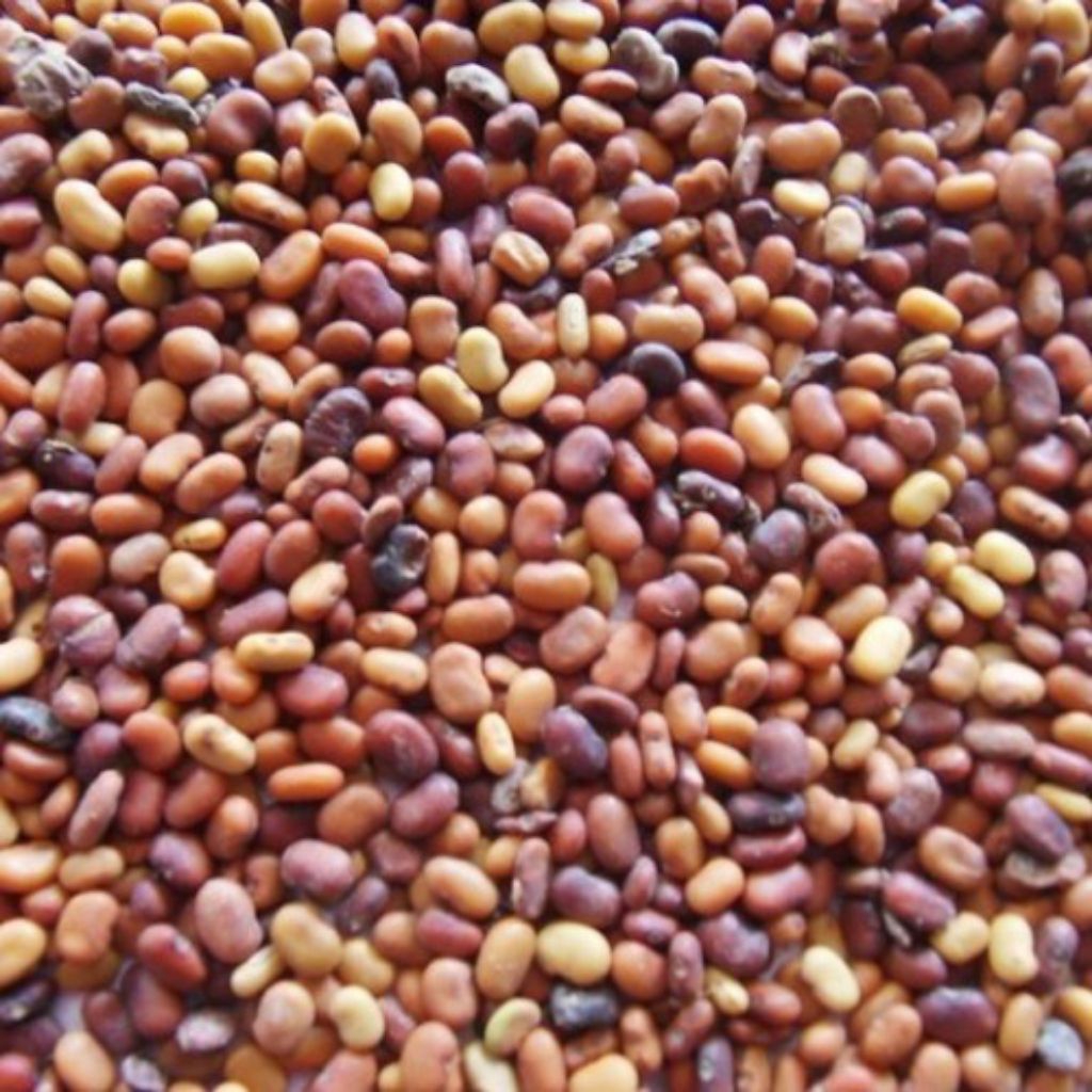 paket 30 biji turi merah, tanaman turi, bibit turi, tanaman herbal turi, benih sayur turi.