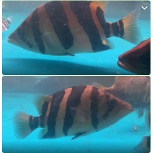 IKAN DATZ 3 BAR CAKEP BAR TEBEL 18cm