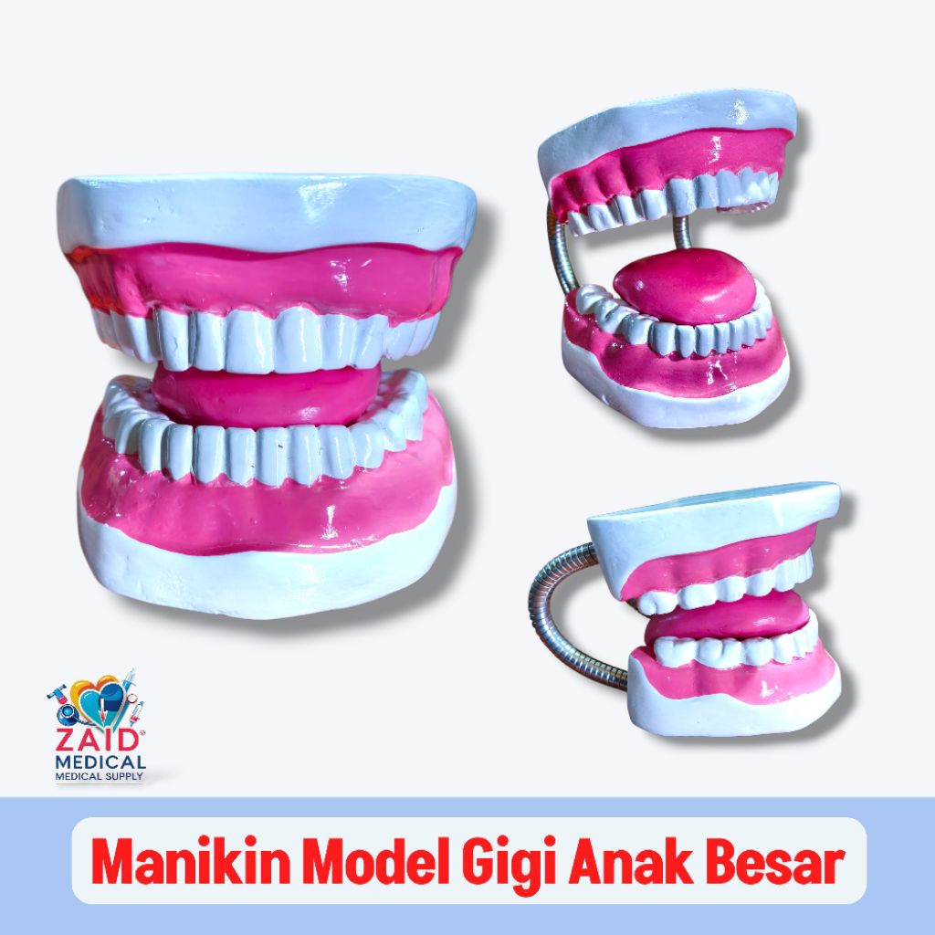 phantom manikin Model Gigi anak/ Manikin anatomi Gigi anak besar