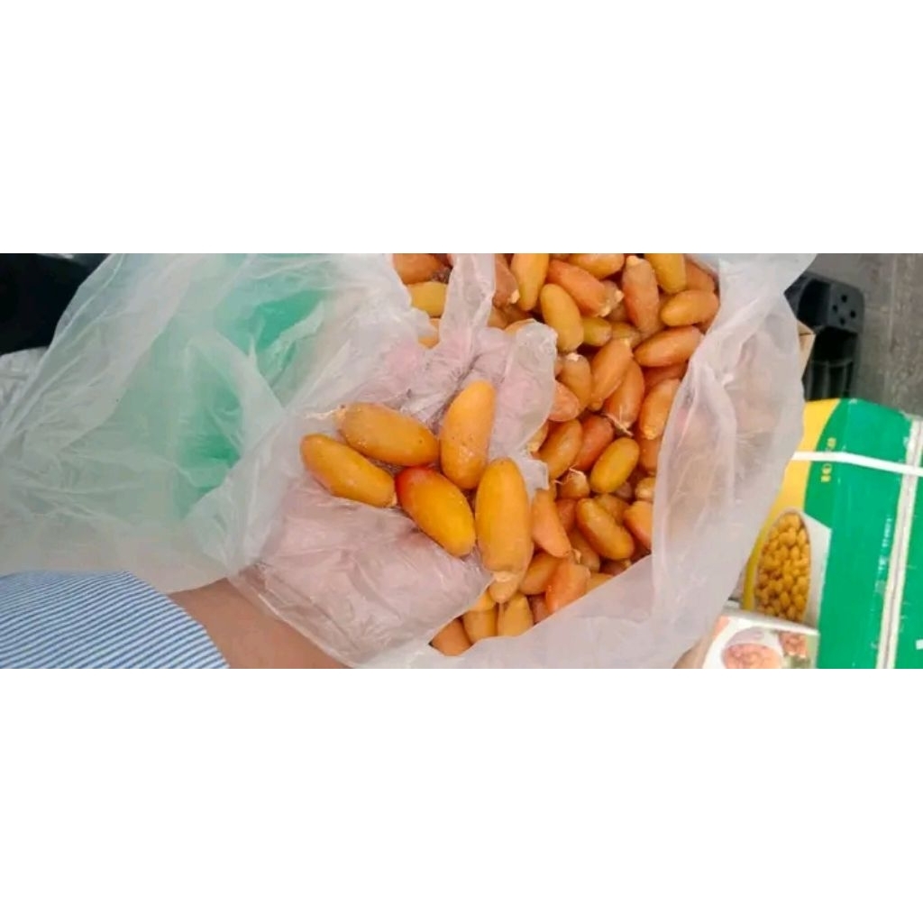 Ruthob libya 5kg/kurma muda