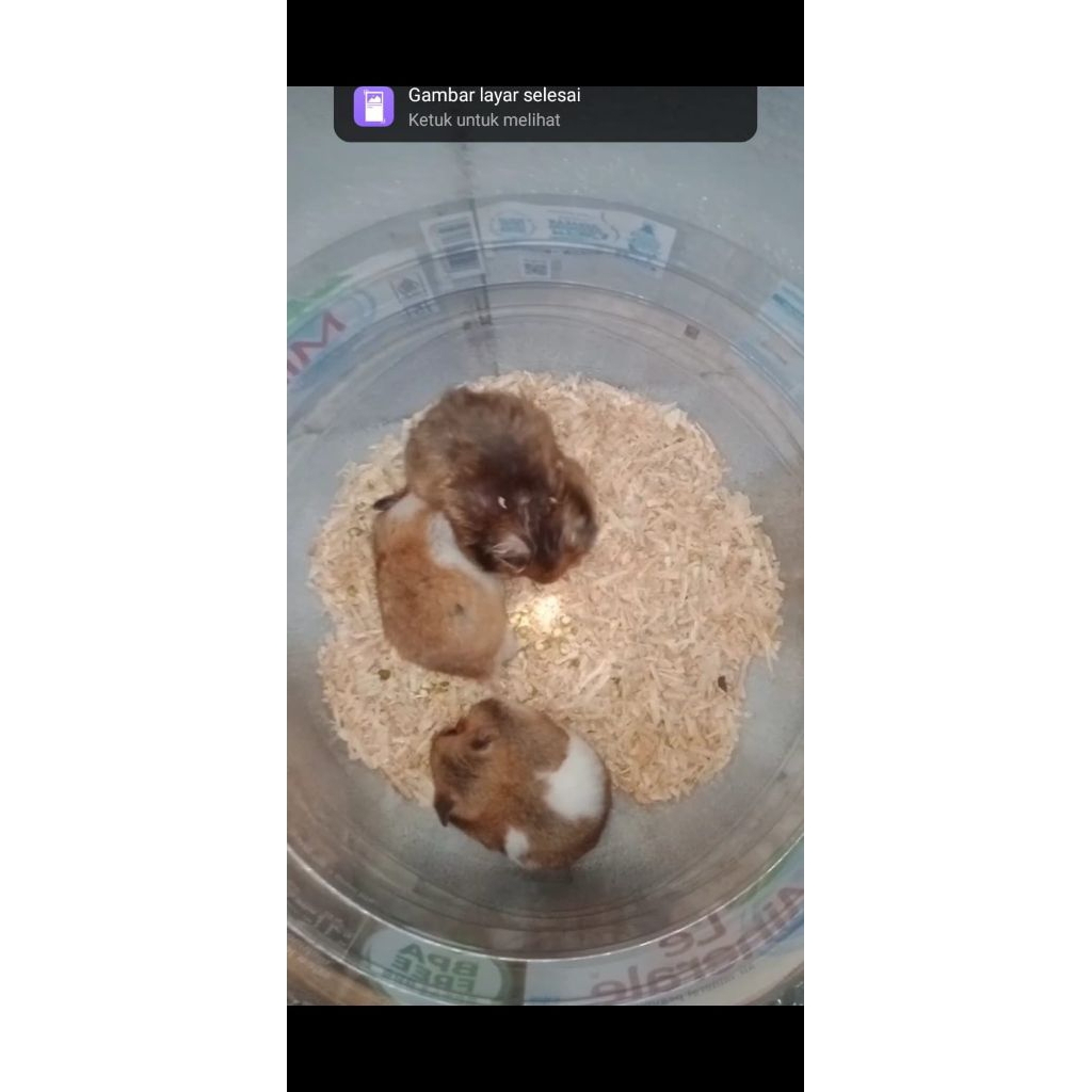 Hamster Syirian & Winter Indukan