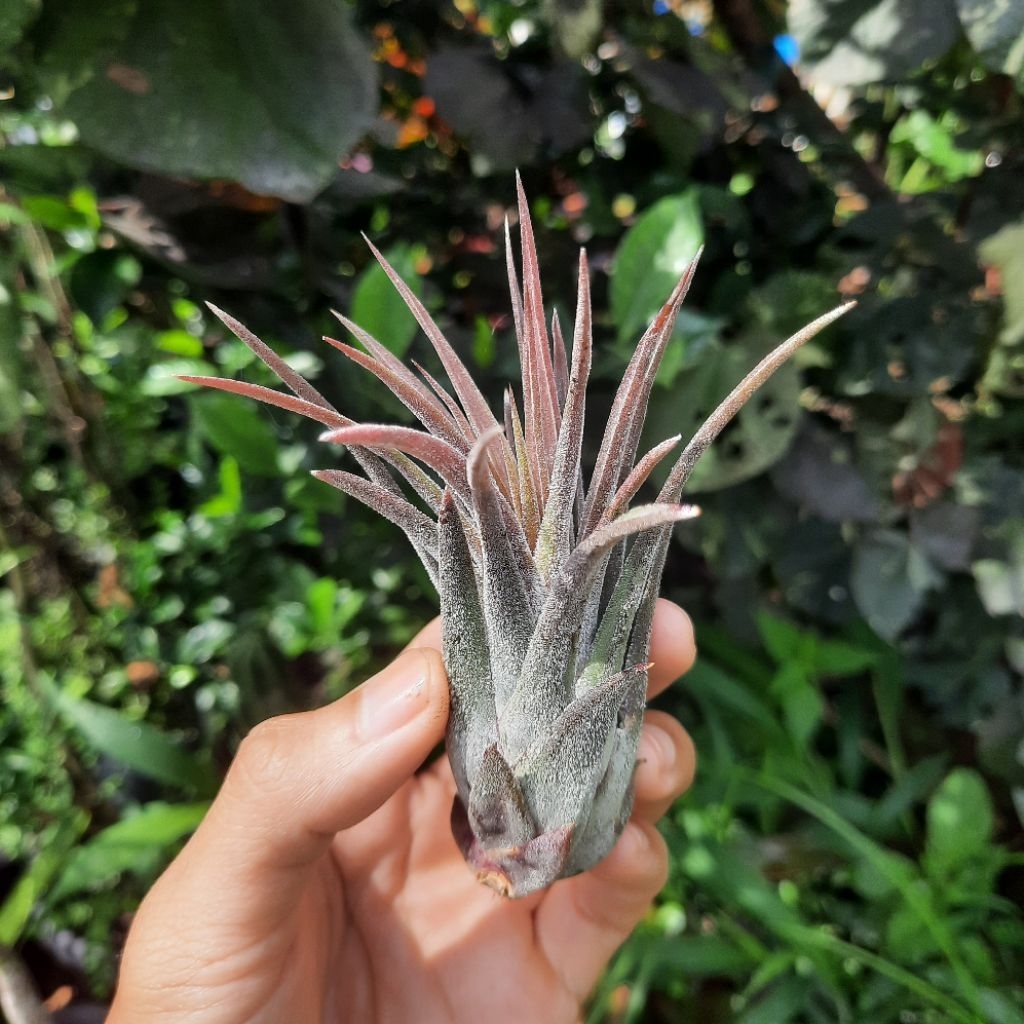 Tillandsia Shrimp Cocktail (pruinosa x ionantha) (air plants) / Tanaman Udara / Tanaman Tanpa Media 
