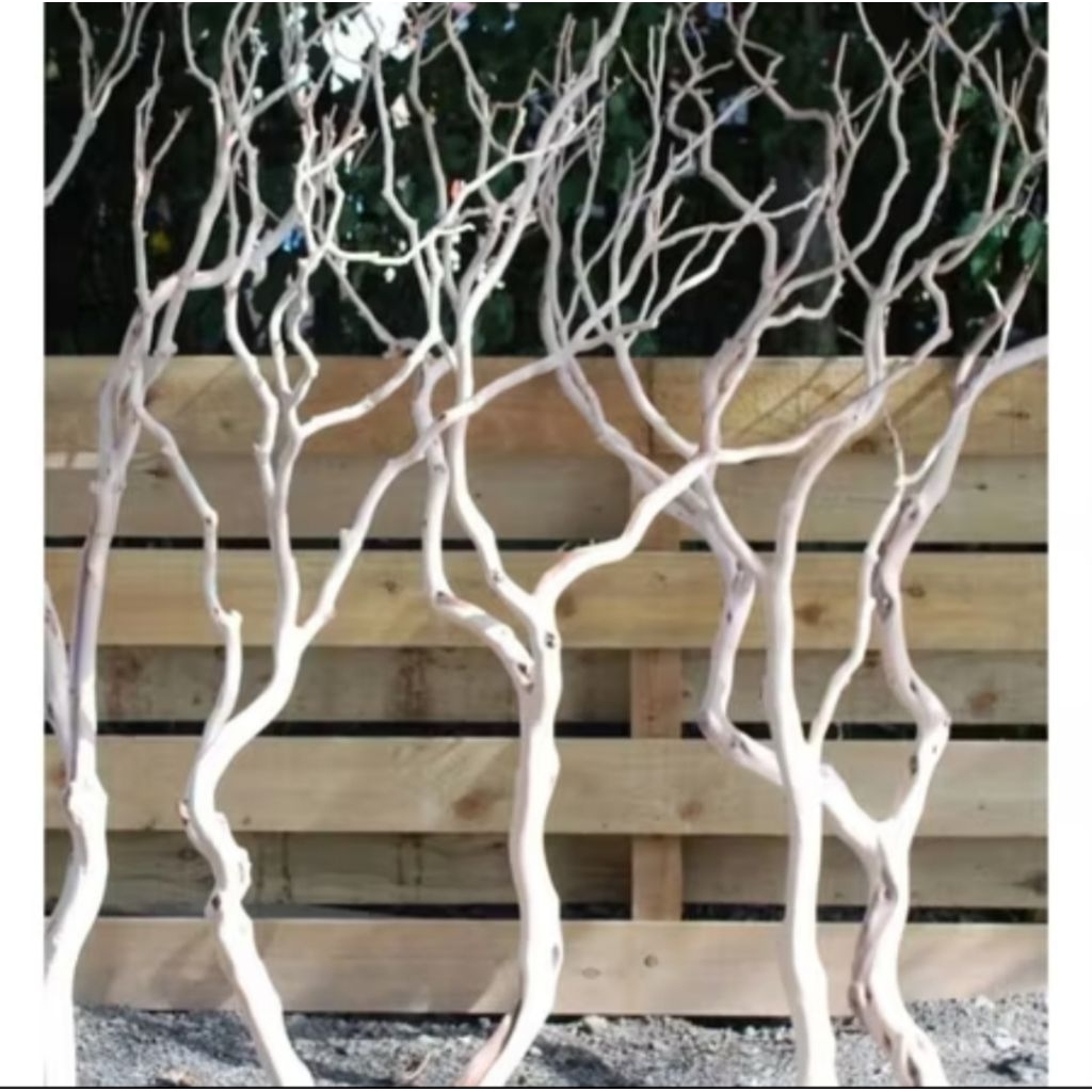 ranting pohon kering bahan dekorasi tinggi 2m