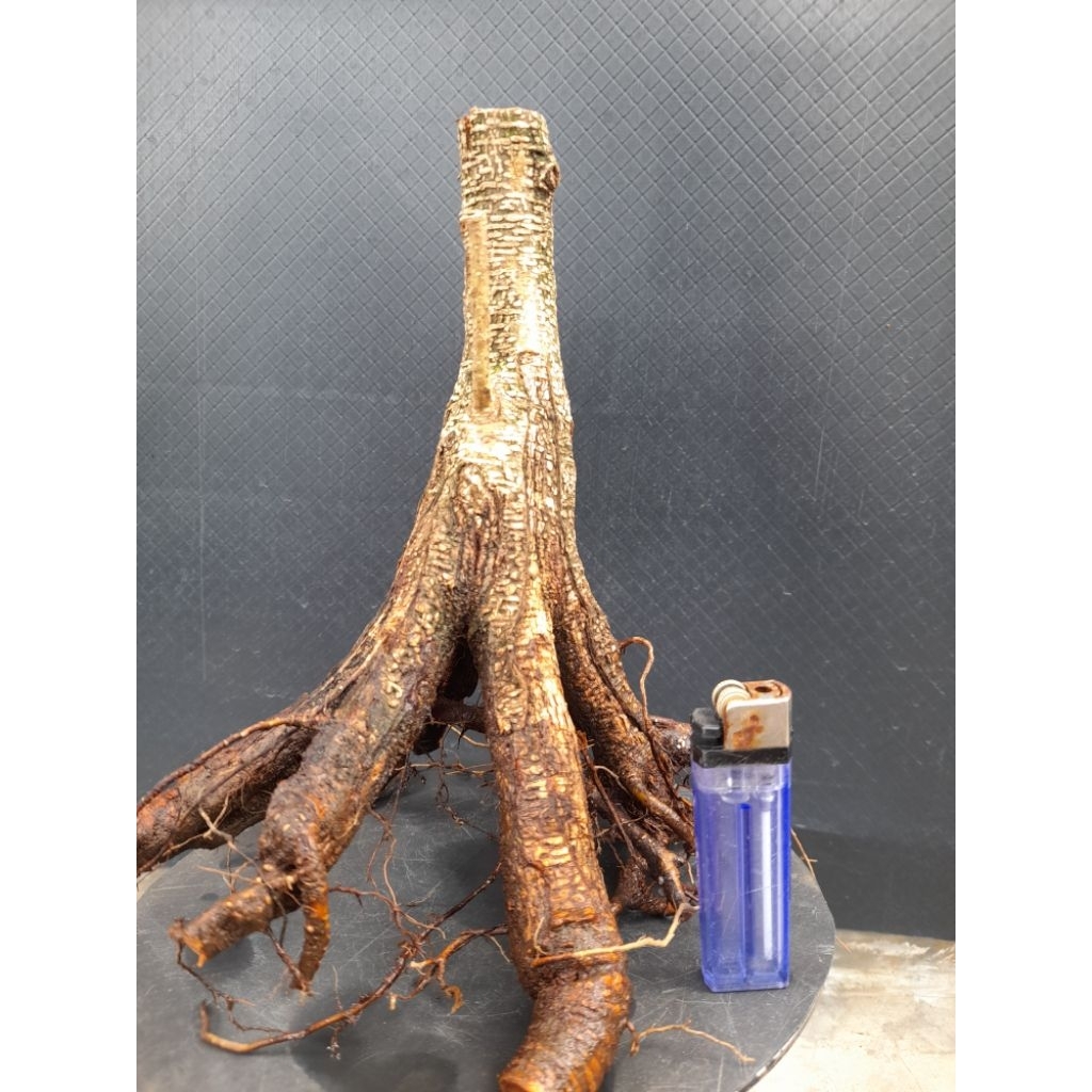 Bahan Bonsai Kimeng Progam Akar Size Small Cabang Sudah Ada  Real Pict