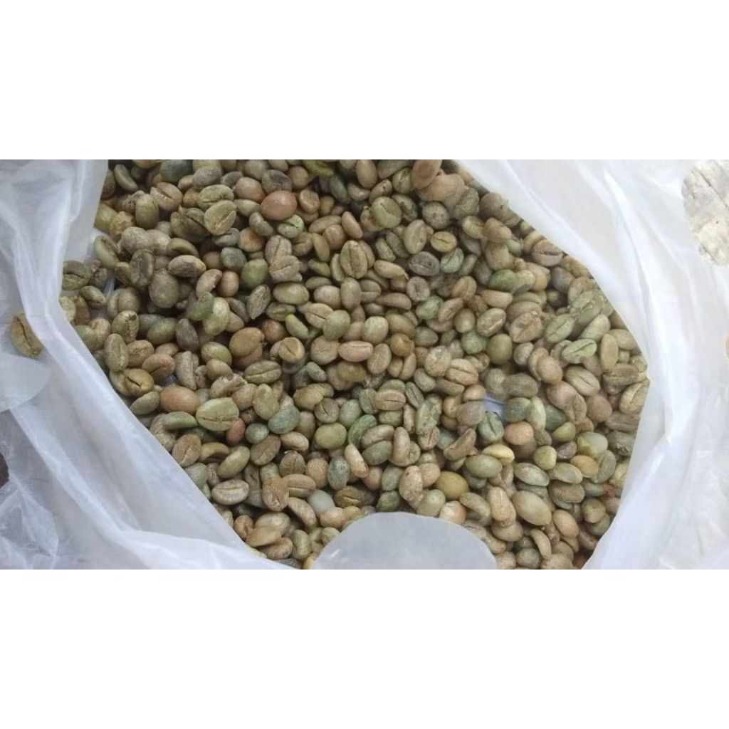 Bibit biji kopi robusta lampung bagio 1000 biji pilihan