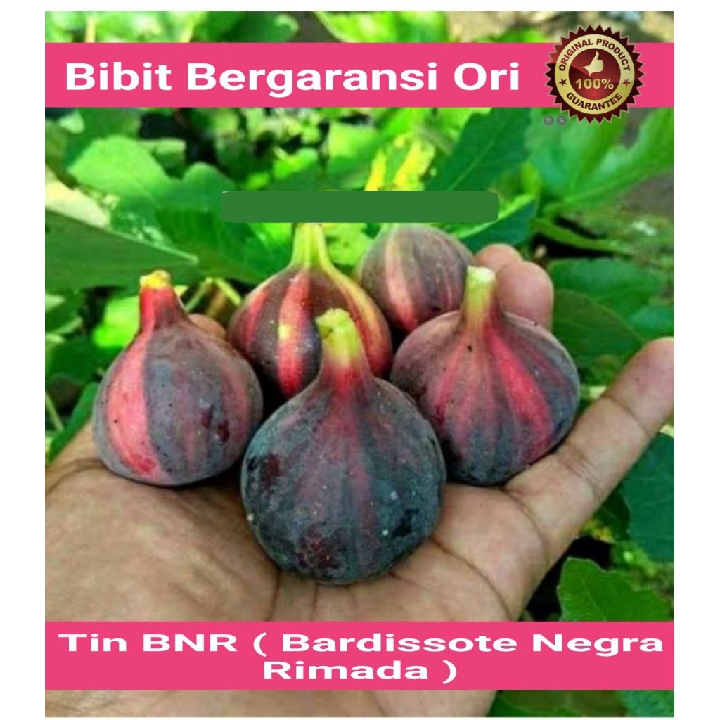 Beli 1 Bonus 1 Kasturi | Bibit Tin BNR | Bardissote Negra Rimada