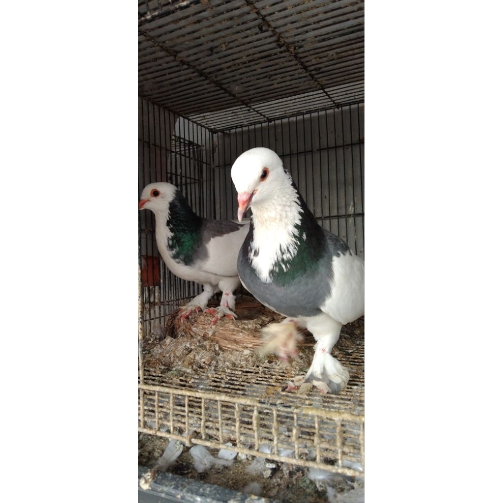 Merpati blantong Megan Jembros