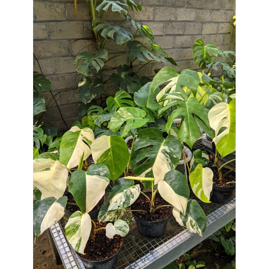 MONSVAR PUTIH 1 DAUN PANCING