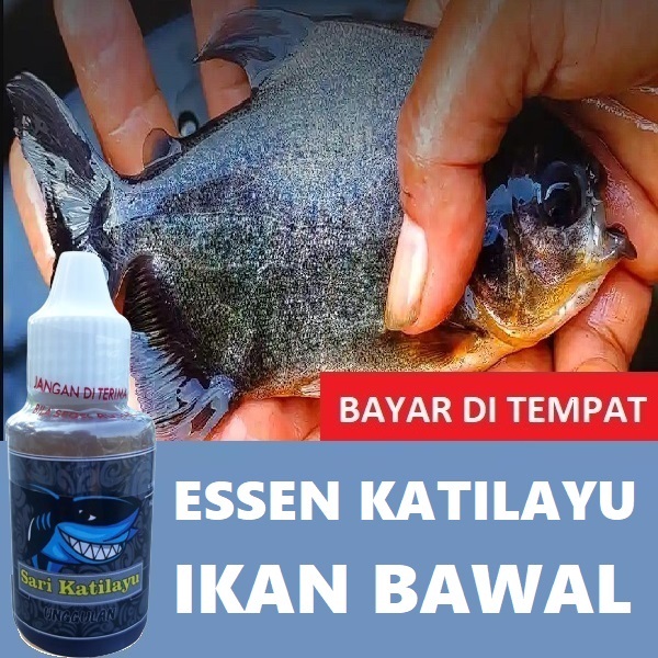 ESSEN KATILAYU BAWAL, ESSEN KATILAYU IKAN BAWAL, ESSEN KATILAYU ASLI IKAN BAWAL ISI 30ML