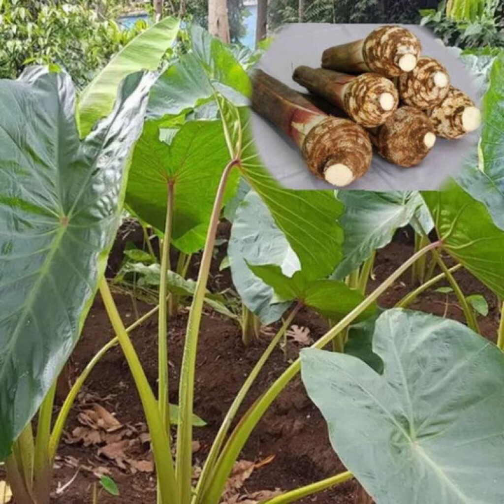 Bibit Talas Beneng 5 Batang Bibit Unggul Bibit Talas Ketan Bibit Talas Pulen Bibit Talas Bogor