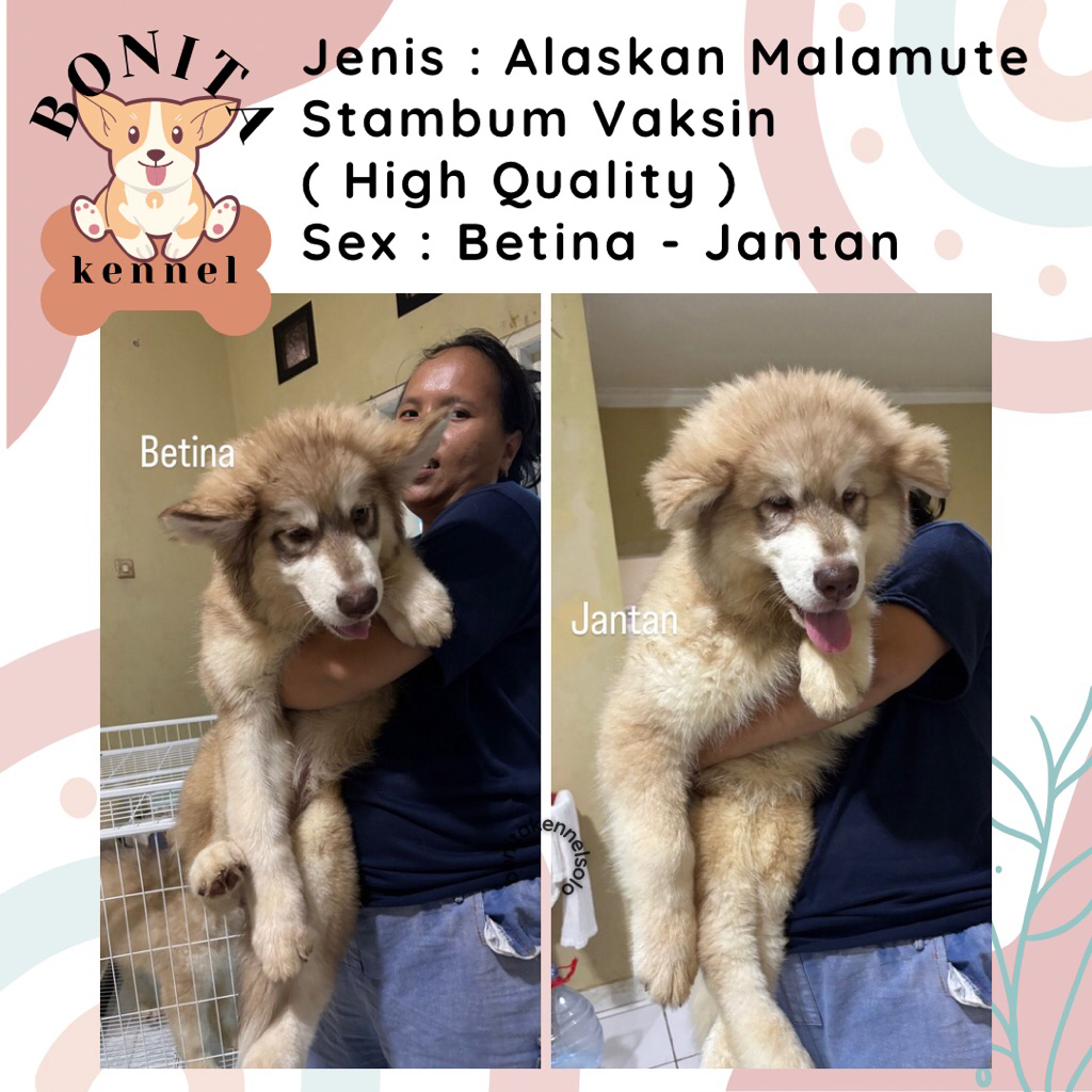 Alaskan Malamute Red Cooper Stambum Anak Anjing Alaskan Malamute Jantan Betina