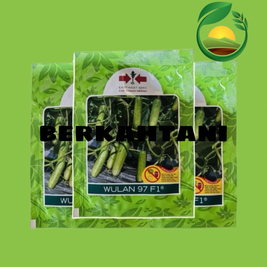 Benih Timun Lalap Wulan 97 F1 800 butir