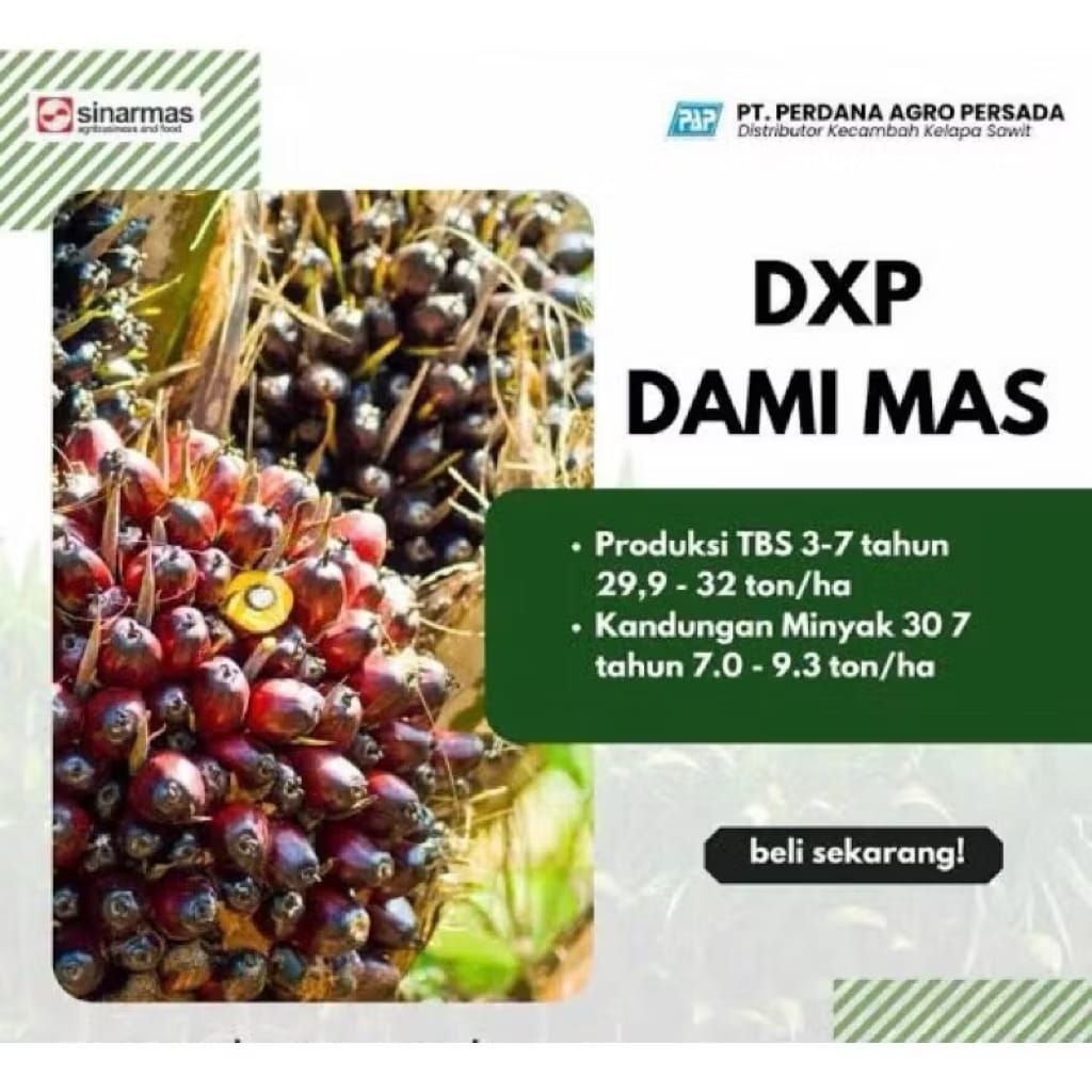 BIBIT/BENIH SAWIT UNGGUL DAMIMAS ORIGINAL
