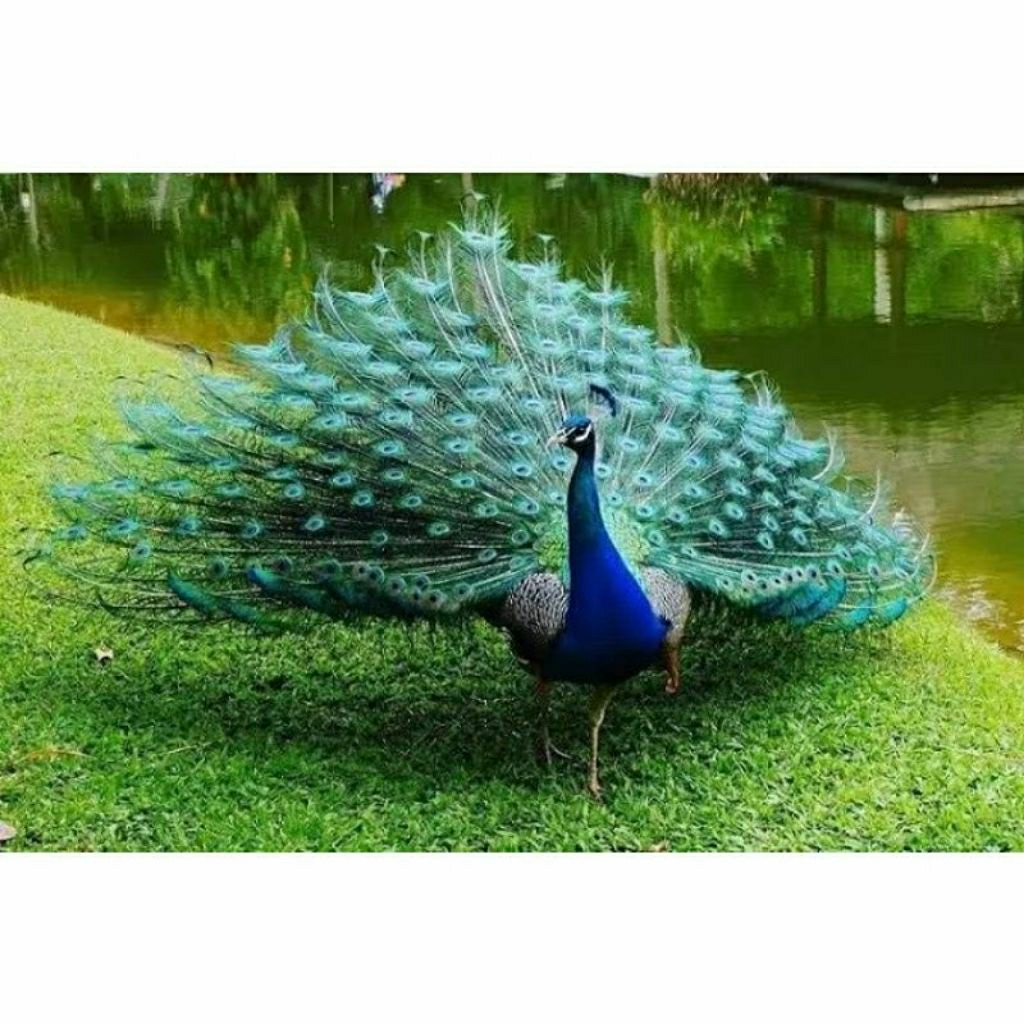 TELUR AYAM HIAS MERAK FERTIL UNTUK DI TETASKAN