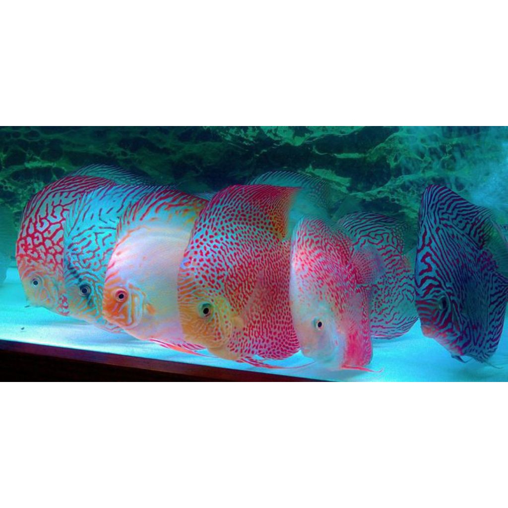 Discus Stardust Hiasan aquarium