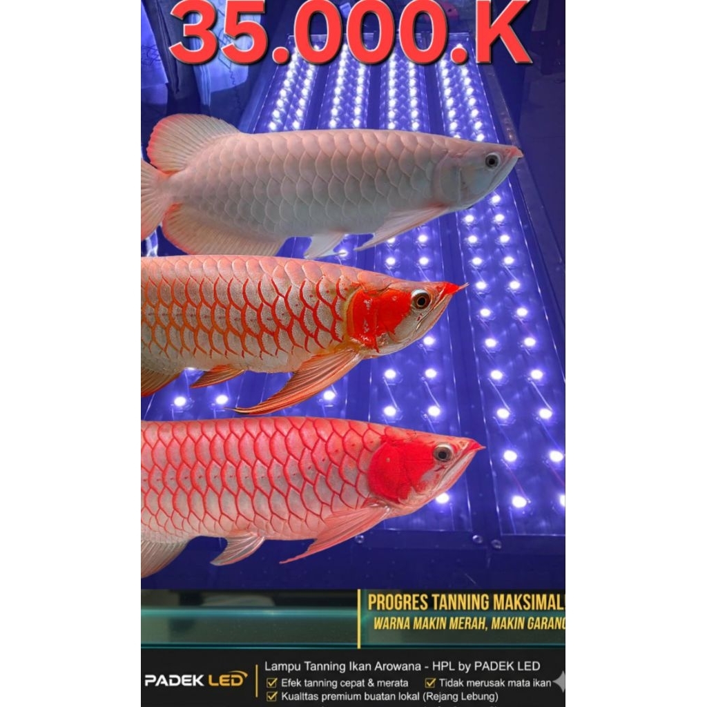 LAMPU TANNING LED HPL  48 mata led pjg 90cm - 120cm 35.000 Kelvin