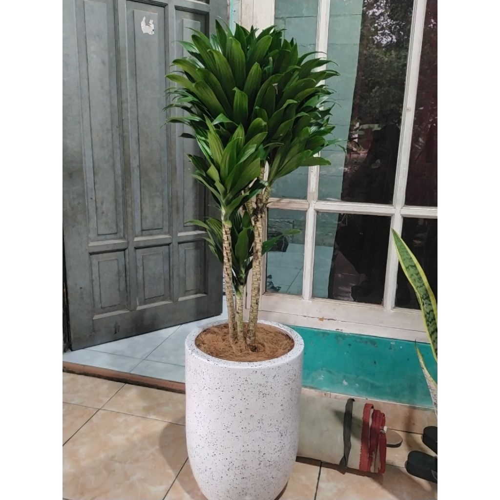 tanaman hias hanjuang compacta + pot putih