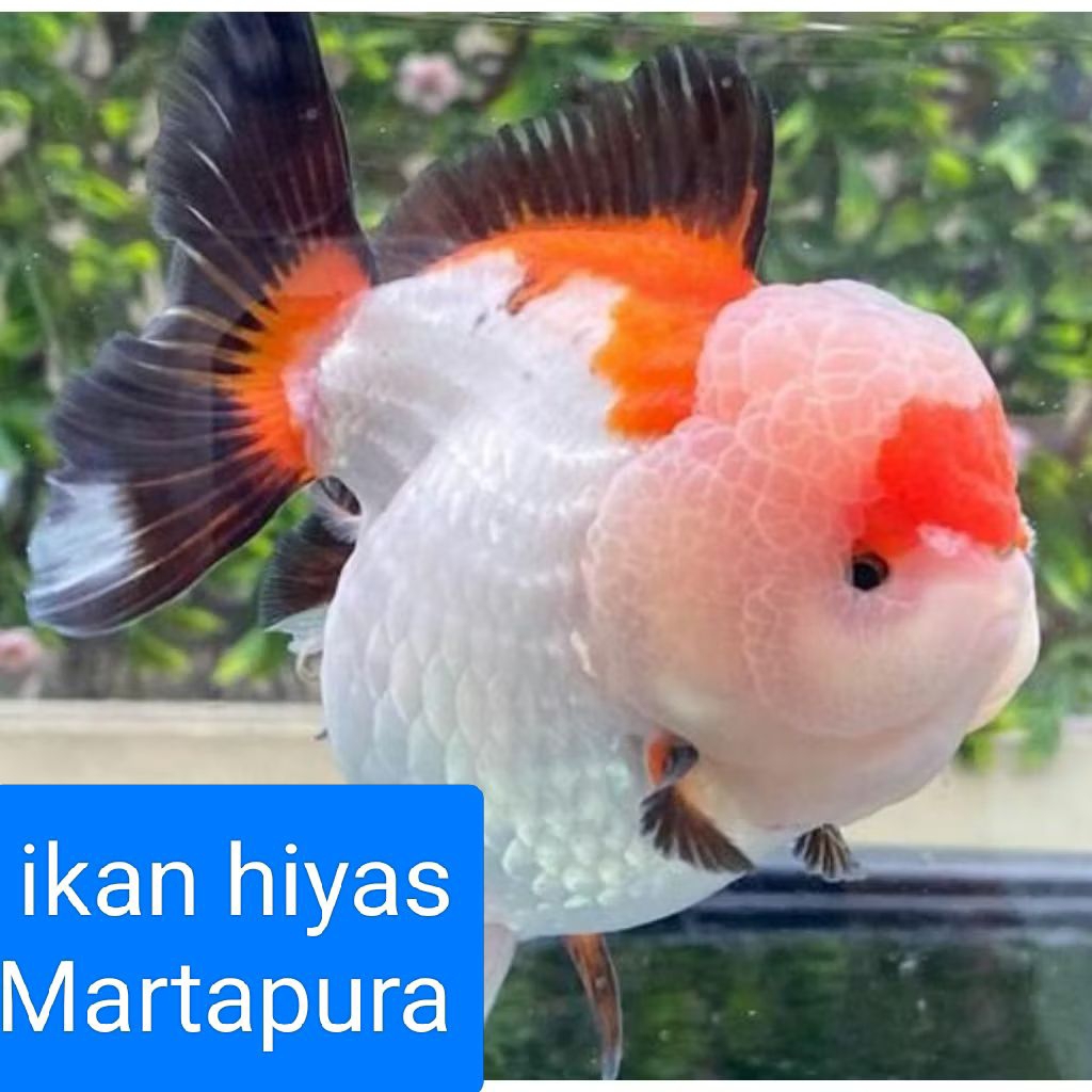 koki oranda merah putih murah = 1 ekor. -+4cm ikan hias aquascape aquatic aquarium air tawar