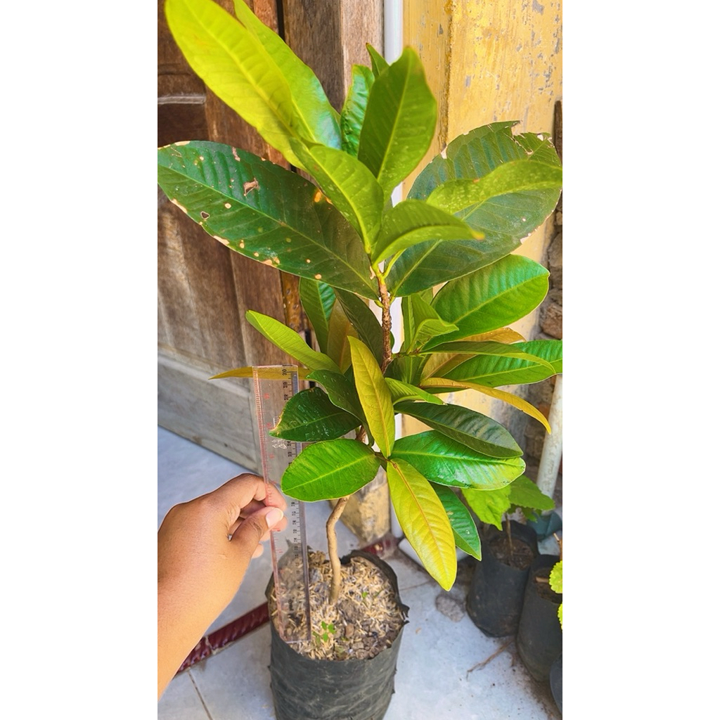 bibit jambu jamaika / jambu bol