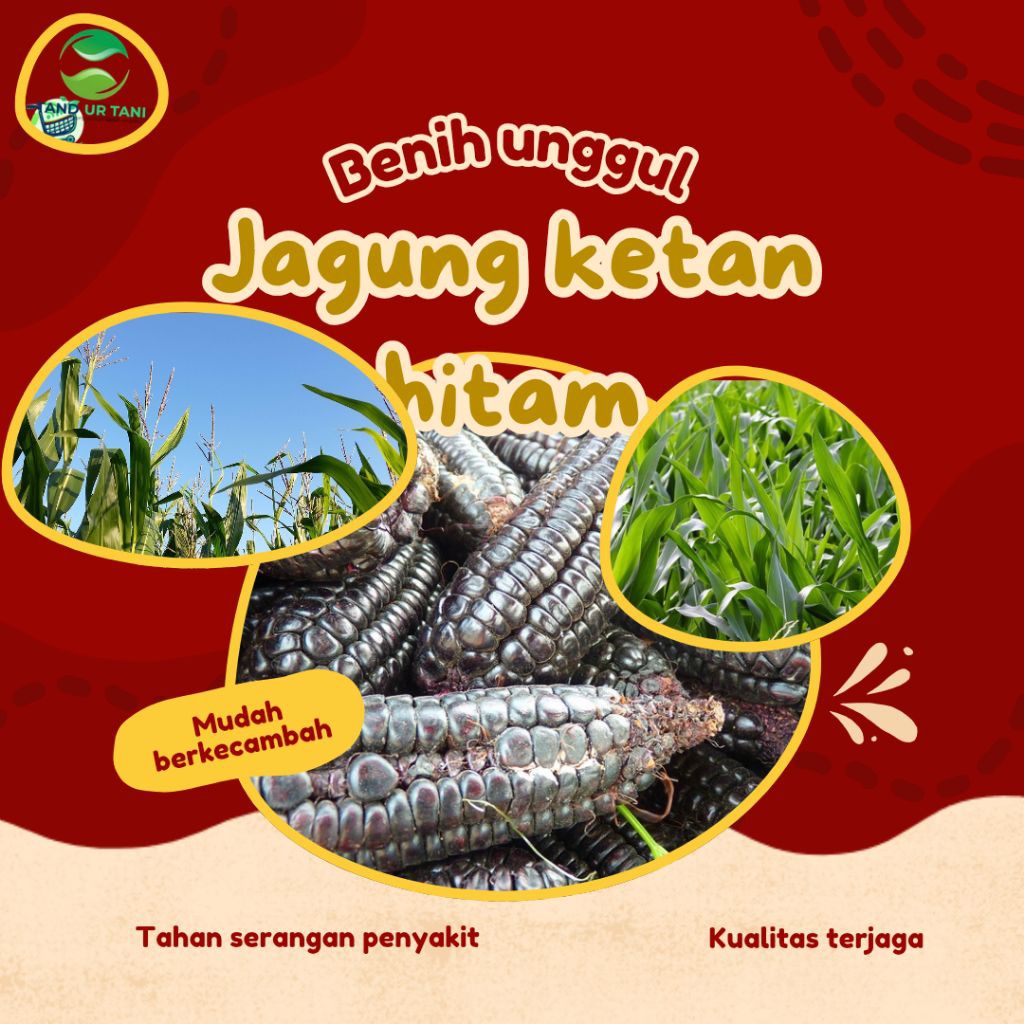 Tandur tani (100Butir)Benih jagung ketan ungu  Biji Jagung ketan Hitam