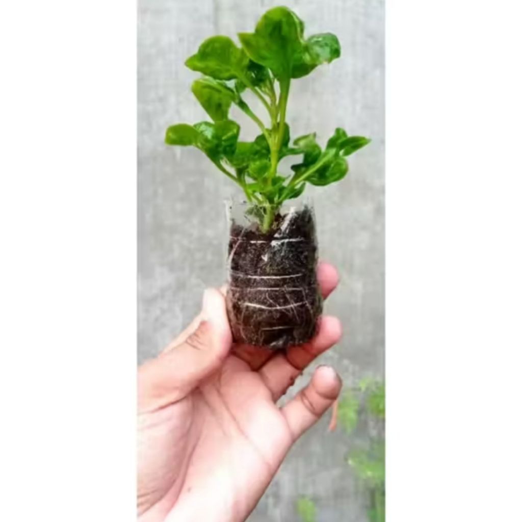 Bibit Bayam Brazil Hidroponik & Tanah – Cepat Tumbuh, Siap Tanam, Daun Tebal & Renyah
