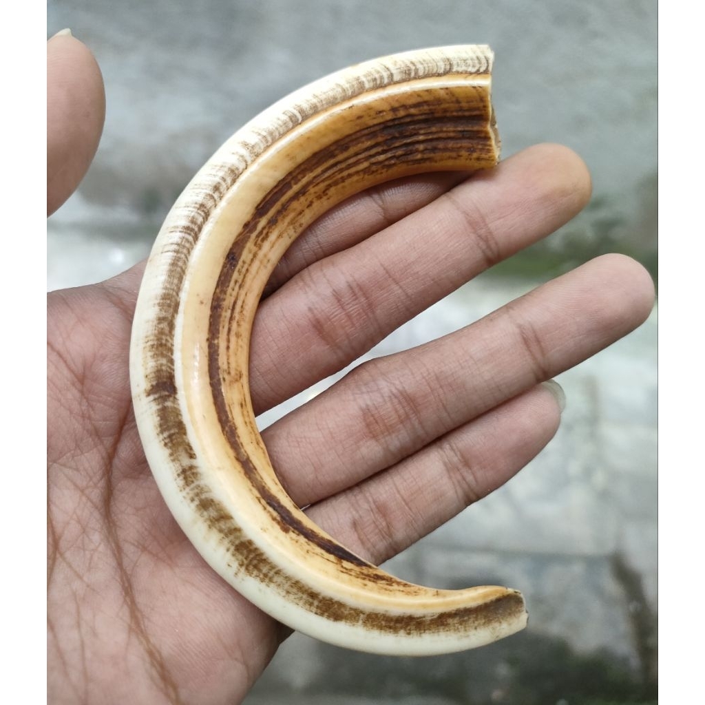 liontin taring tarbi asli tua