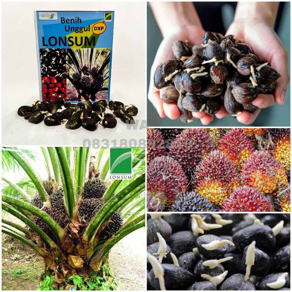 Kecambah sawit lonsum Bersertifikat