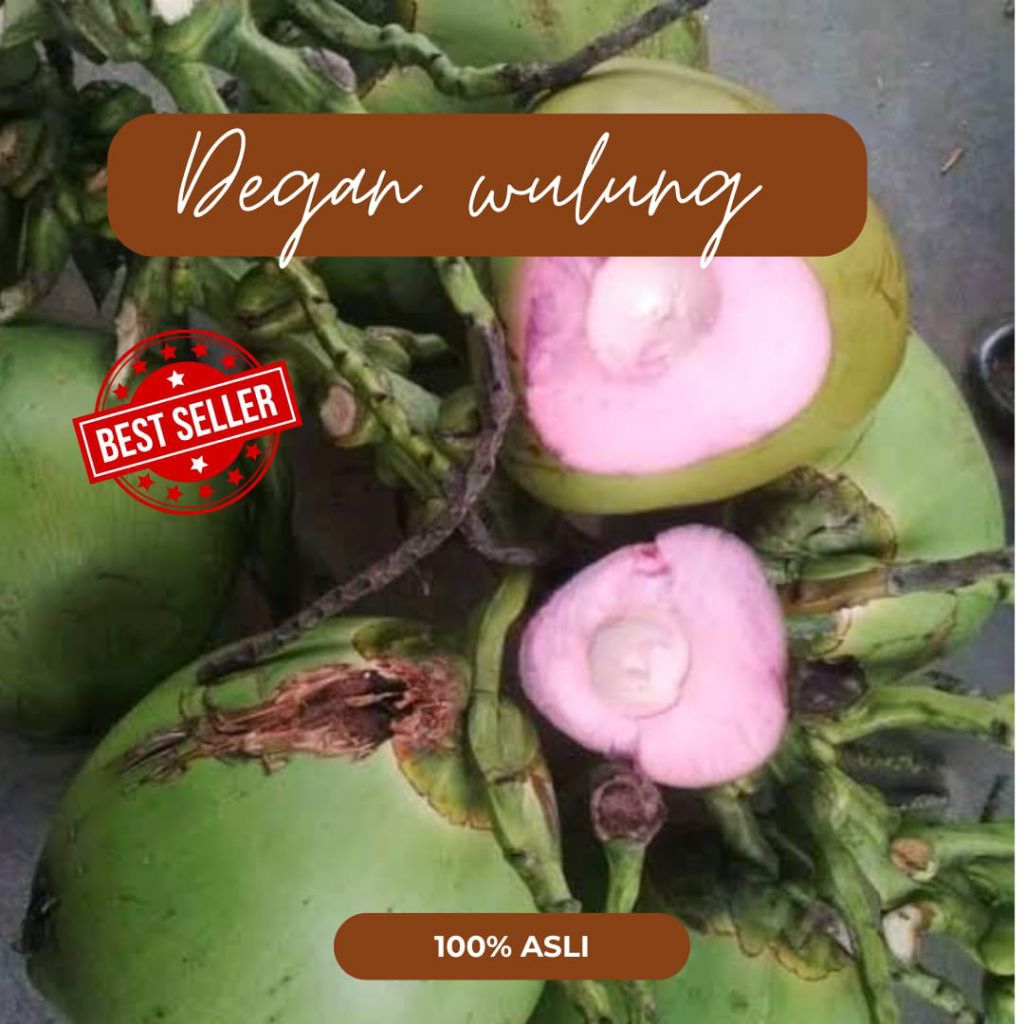 Degan Wulung ijo/kelapa muda cm asli 1 buah_degan jamu herbal alami.
