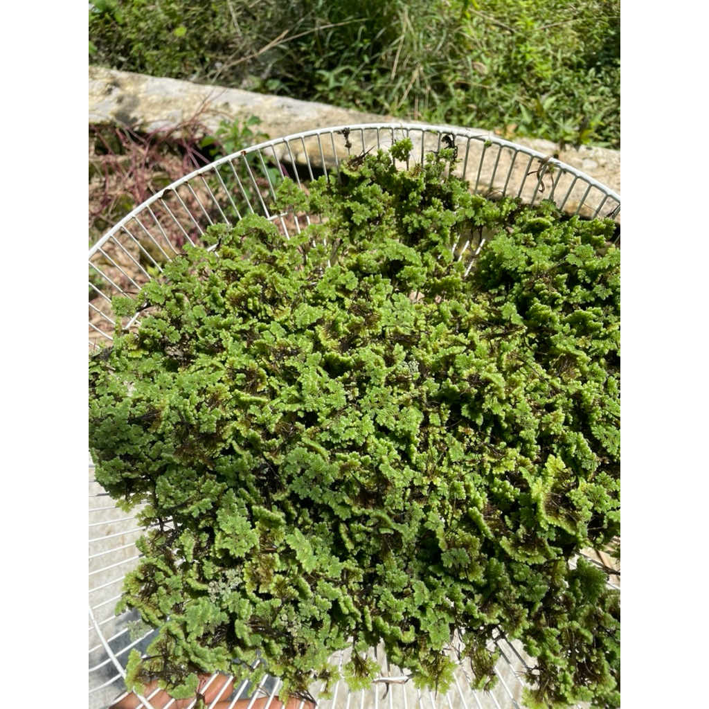 AZOLA PAKAN TERNAK 1KG