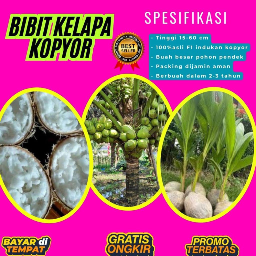 PROMO  Bibit Kelapa Kopyor, Bibit Kelapa Kopyor Asli, Bibit Kelapa Kopyor Bersertifikat
