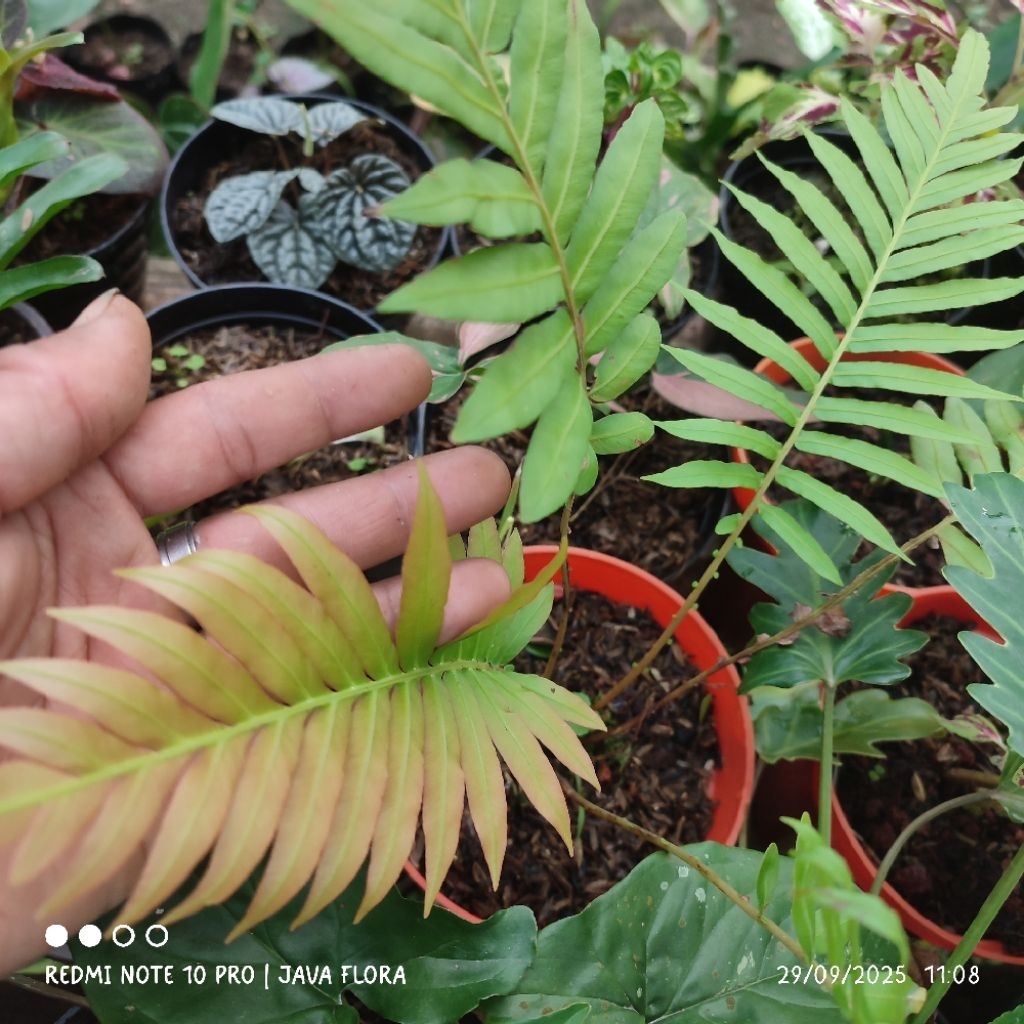 Tanaman hias pakis redshoots / pakis pucuk merah /pakis paludarium