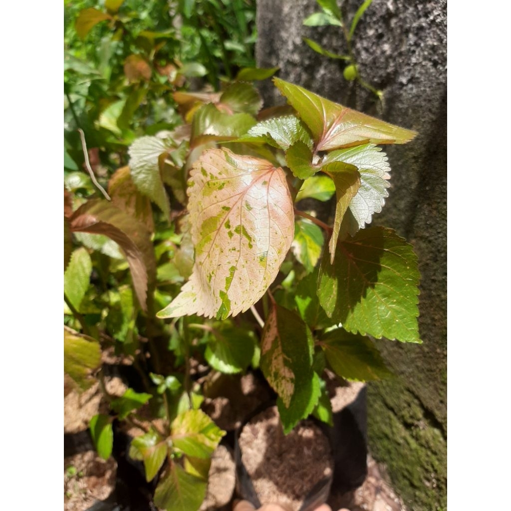 Tanaman waru varigata tanaman hias waru variegata