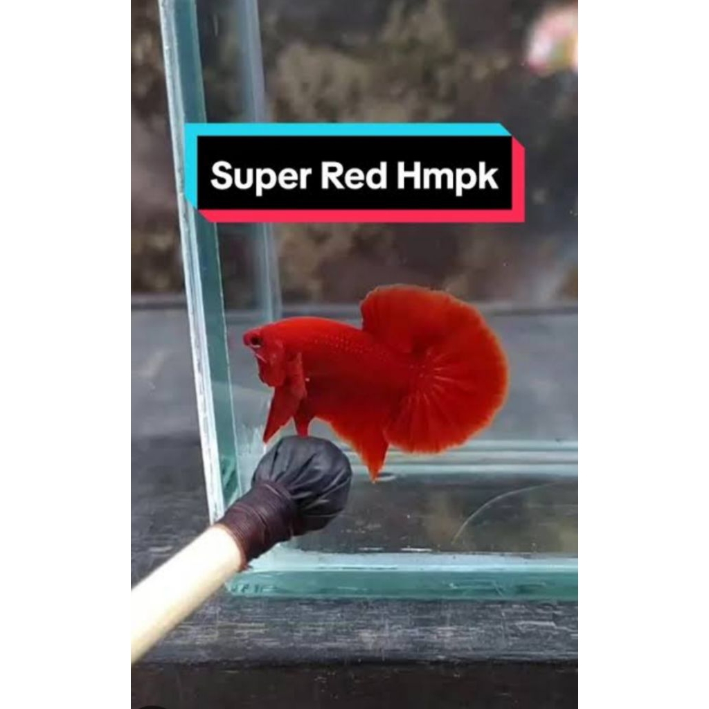 ikan cupang super red HMPK solid vvip .dewasa induka male / jantan