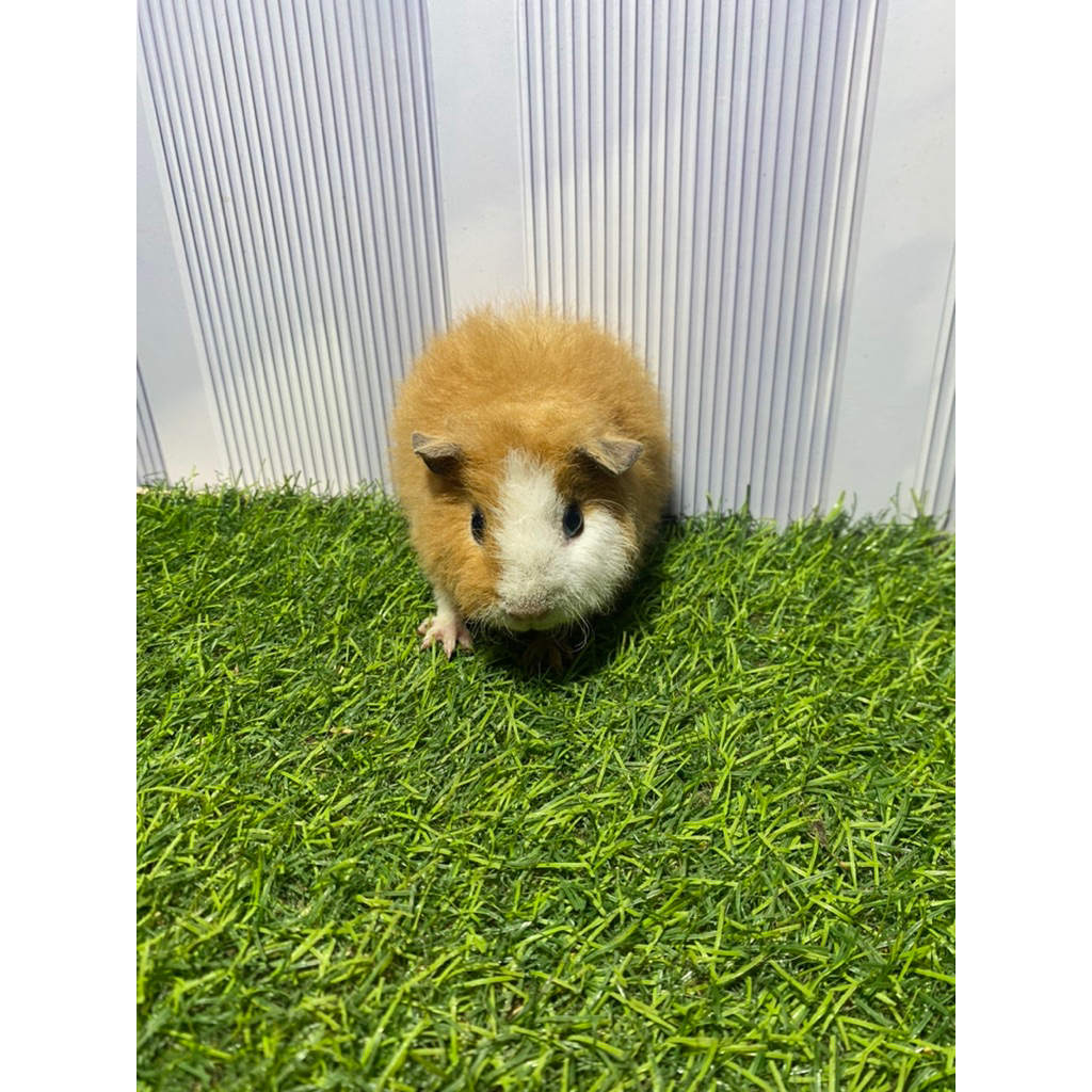 guinea pig Teddy / marmut hias Teddy