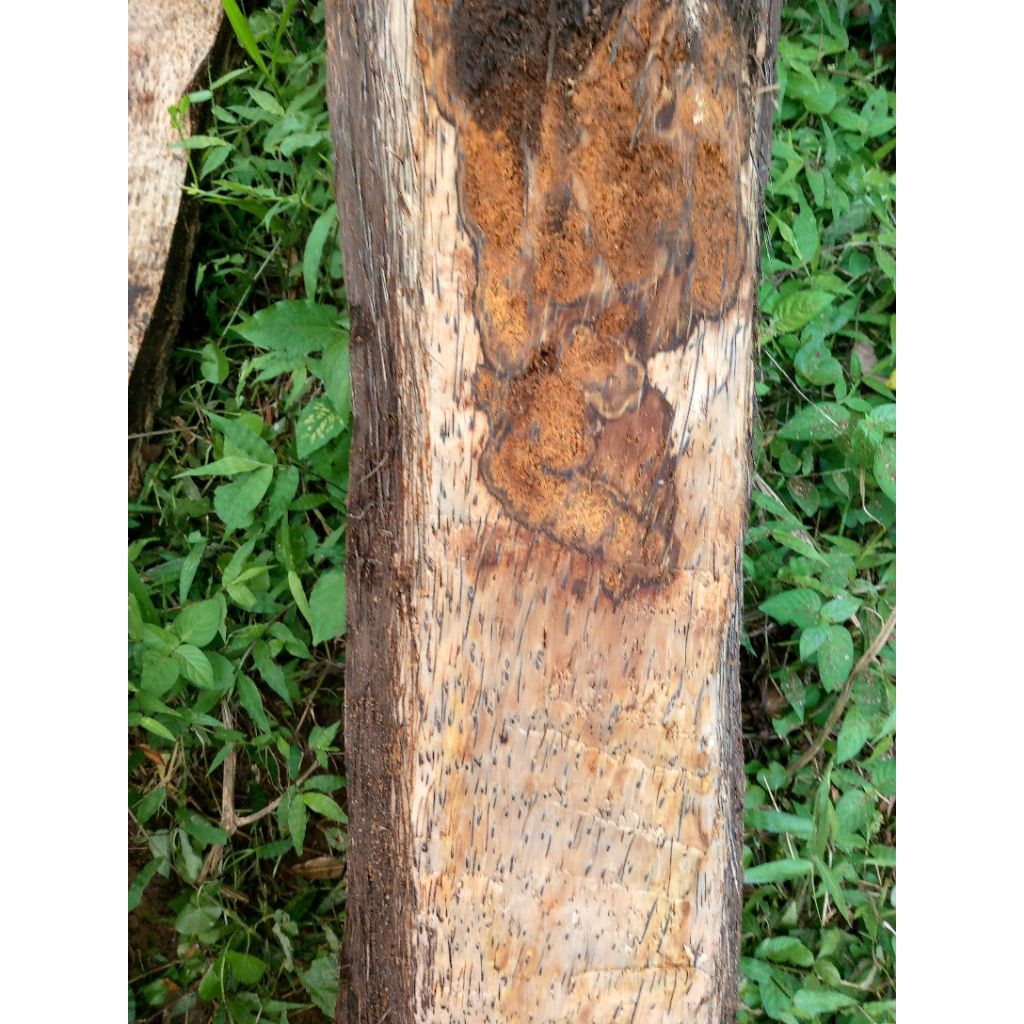 liwung kayu liwung galih bahan tongkat