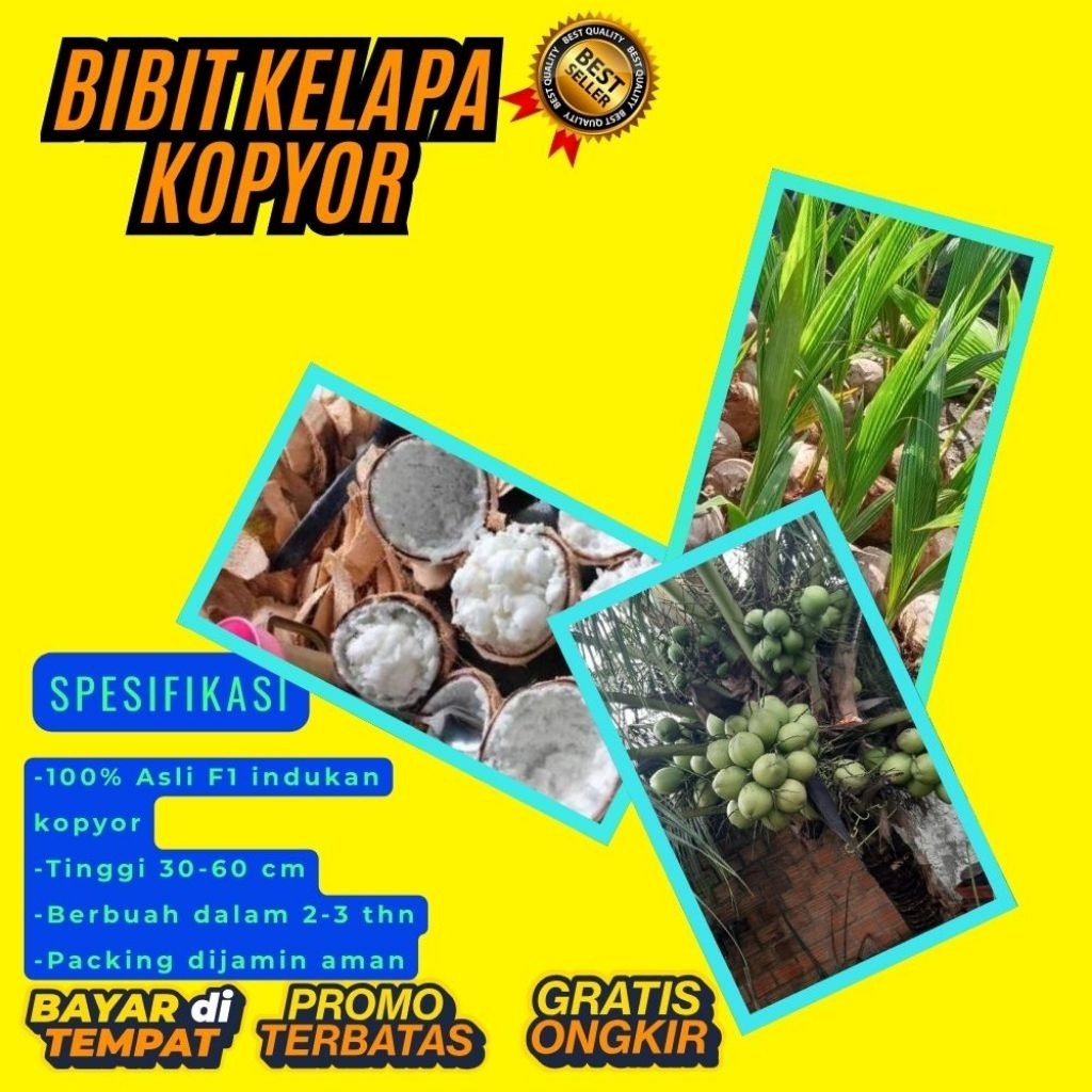 TERPERCAYA  Bibit Kelapa Kopyor Trubus
